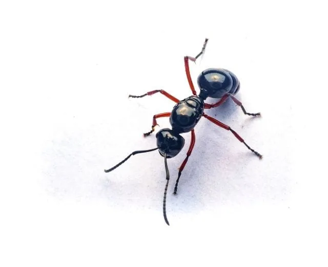 ant control belleville