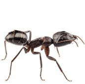 ant exterminator belleville.png