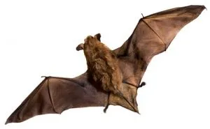 bat removal belleville