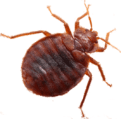 bed bug removal belleville.png