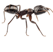 carpenter ant control Belleville