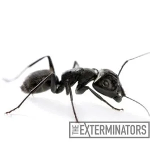 carpenter ant control belleville.jpg