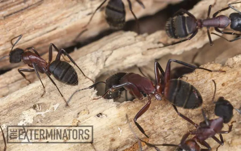 carpenter ants exterminator Belleville