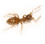 citronella ant control Belleville