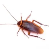 cockroach exterminator belleville.jpg