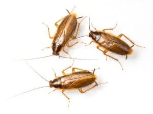 cockroach infestation pest control belleville.jpg