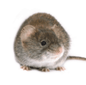 mouse control belleville.png