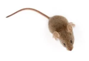 mouse exterminator belleville.jpg