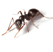 pavement ant control Belleville