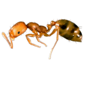 pharaoh ant control Belleville