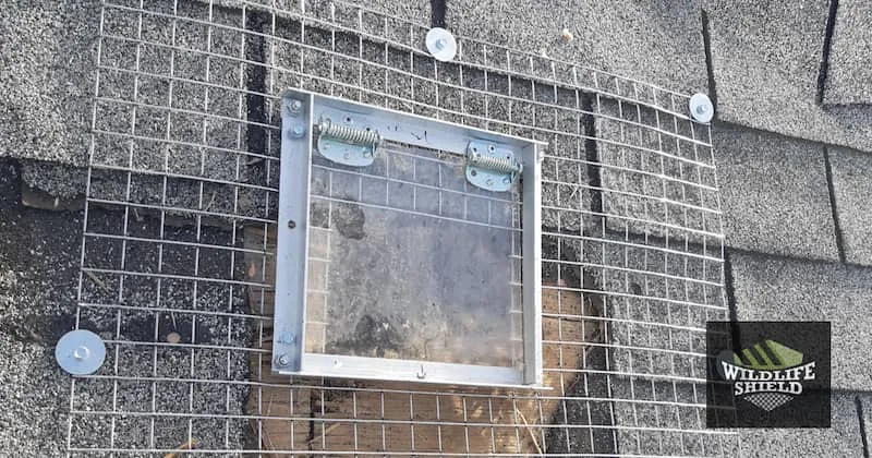 raccoon one way door on roof.jpg