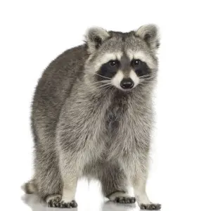 raccoon removal belleville.webp