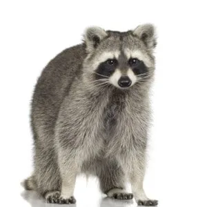 raccoon removal belleville.jpg