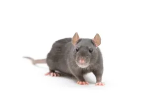 rat exterminator belleville.jpg