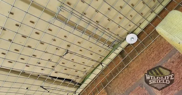 soffit exclusion wildlife proofing.jpg