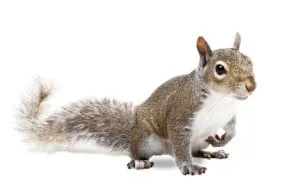 squirrel removal belleville.jpg