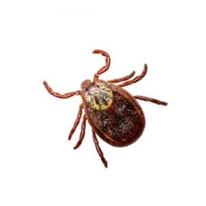 tick control belleville.jpg