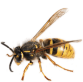 wasp control belleville
